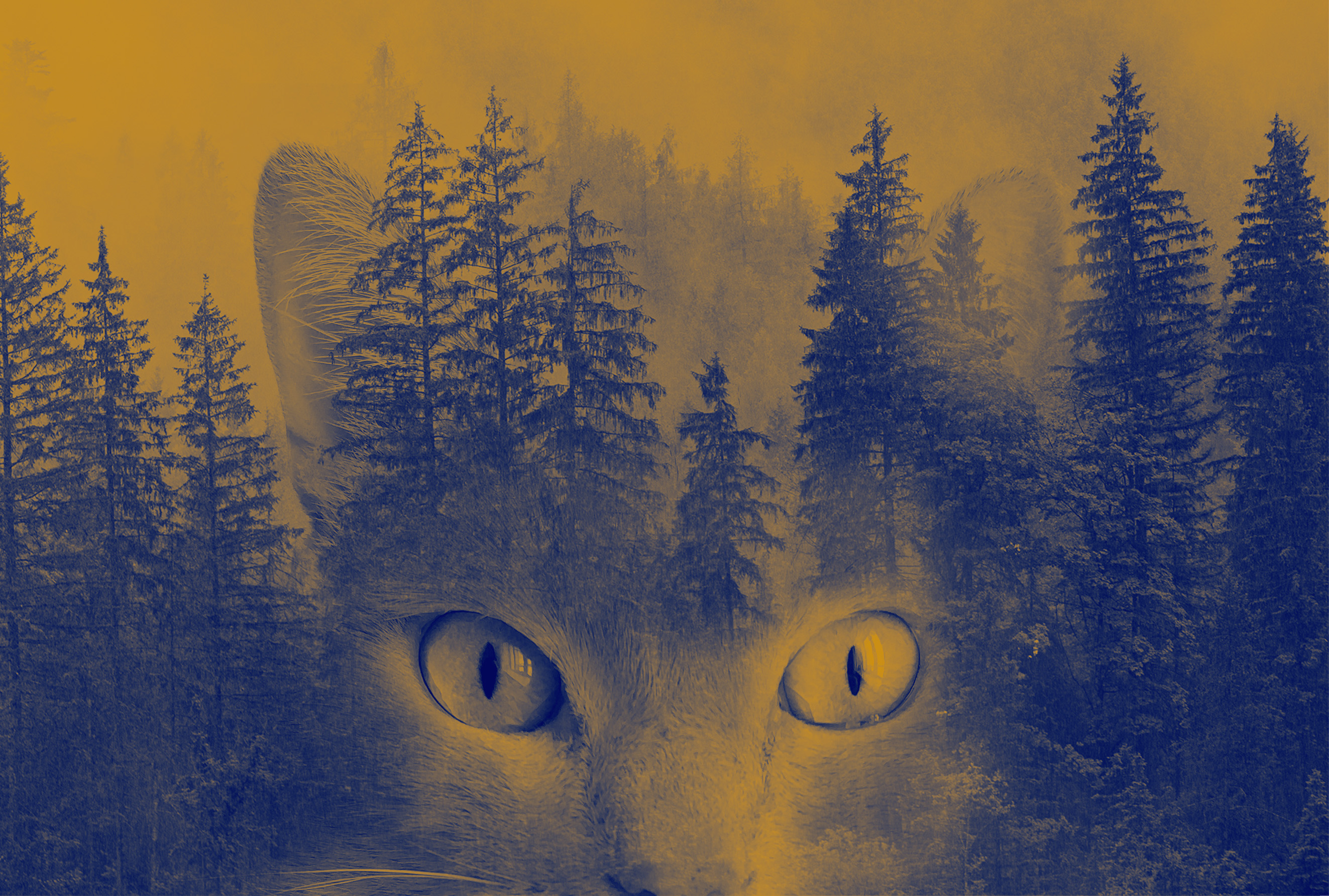 Cat/Forest Blended Image